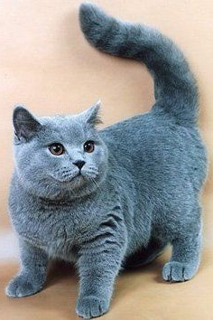 Британская короткошерстная кошка Британская короткошерстная кошка фото